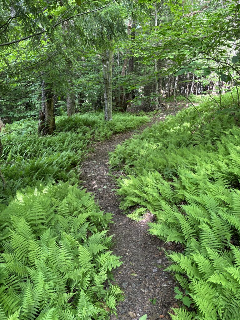 Courtesy of Therese M. Lounsbury